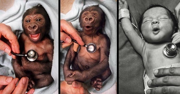 a chimp and a human baby are very alike!