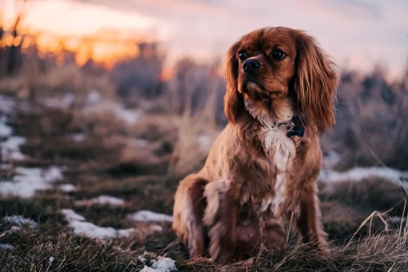 Wandering paws